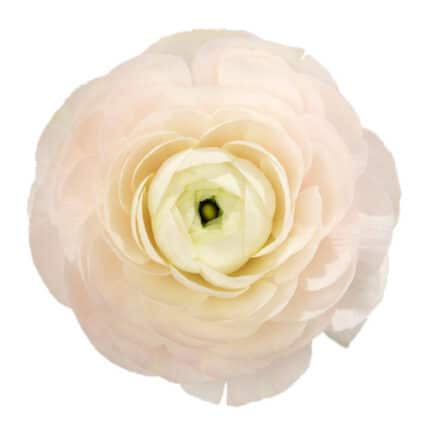 Ranunculus Blush chile