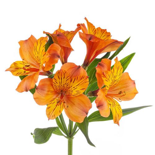 55a28e41-8990-4190-a411-f3a149963c05.jpg Alstro Orange tessa supsel - Image 1