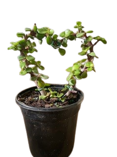 4" Jade Heart