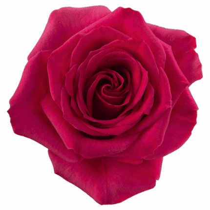 Rose Queenberry 40m rprima