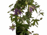 5" Potted Passion Flower w/Tre - Image 2