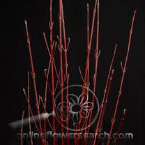Dogwood twig  tips st vall(10)