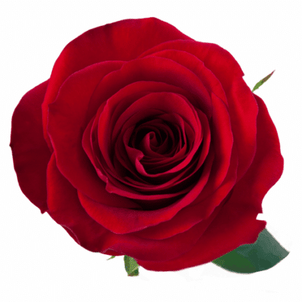 Rose Redvolution 80cm rprima