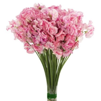 Sweet Pea Cinderall holex