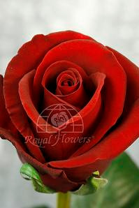 Forever young 60 rprima