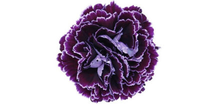 Carn Sel Bacarat Purple colibri
