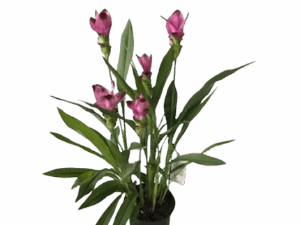 6" BLOOMING CURCUMA