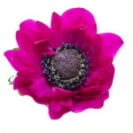 Anemone Fullstar Hot Pink rpri - Image 2