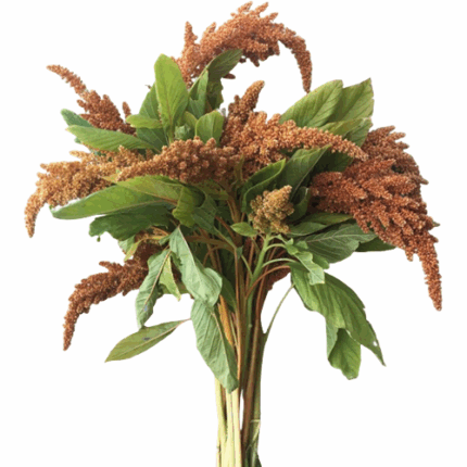 Amaranthus Hot Biscuit Upright - AM HOT BIS AQ