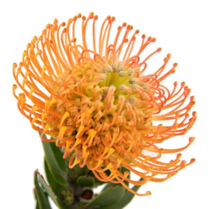 Pins Queen Juliana holex(STEM)
