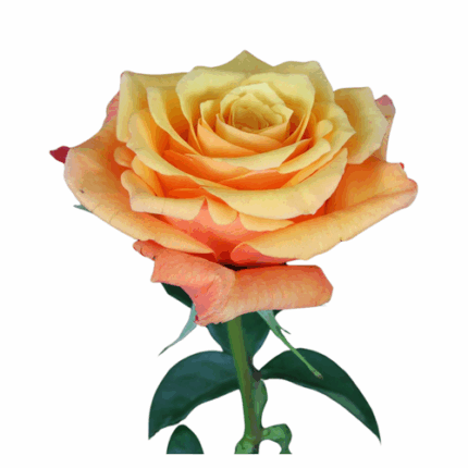 Rose Lumia 70cm Rprima