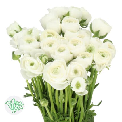 Ranunculus White 40cm holex