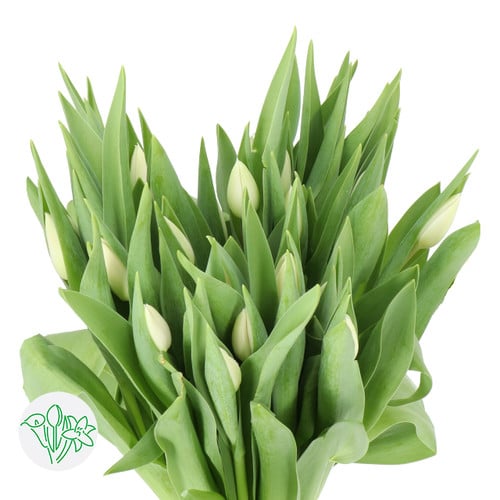 56677556-0988-4cf4-a4c0-ce9c5614f91a.jpg Tulip SilverDollar holl - Image 1