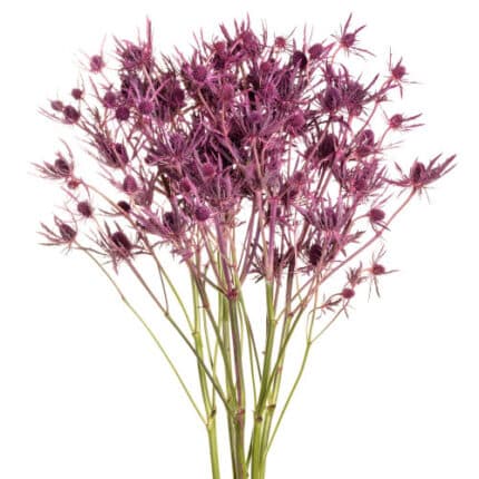 Eryngium Pink Dynaminte fc