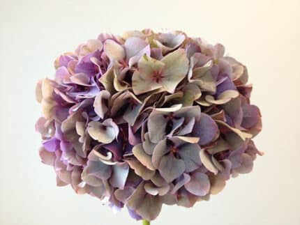 Hydrange Antique Purple sole(ST)