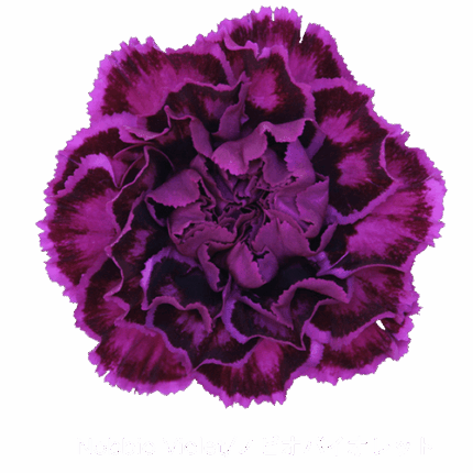 Carn. Sel. Nobbio Violet colib