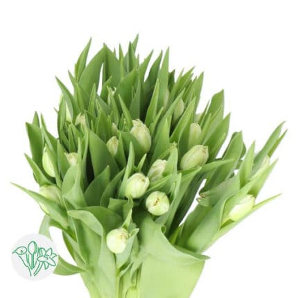 Tulip Double Green holl