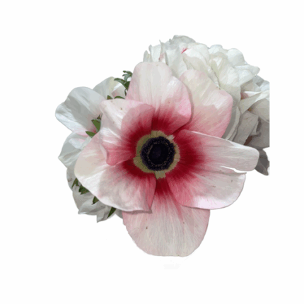 Anemonie Red/White rio sel