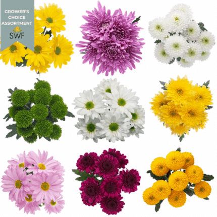 Pom Cdn Asst(16case)multiflora