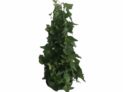 6" Ivy Cone -PL 6 PF ICT