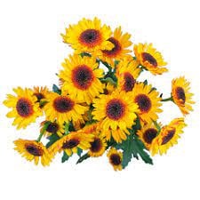 Pom Novelty Daisy Sundi Yell.