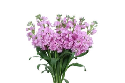 Stock Pink galleria
