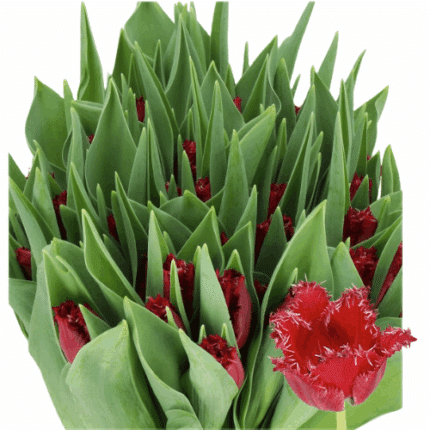 Tulip Frill Burgundy holl