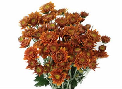 Pom Cushion Bronze bmark - P C BRONZE BMARK