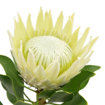 Protea King White holex(STEM)