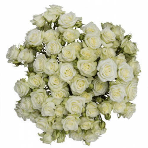 56cf2ff9-8633-461d-8d11-e8493af7bb07.png Sprayrose Floreana 60cm Naranj - Image 1