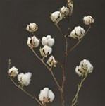 Cotton Gardens(2-3st)