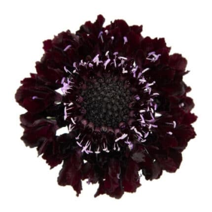Scabiosa Blackberry ob