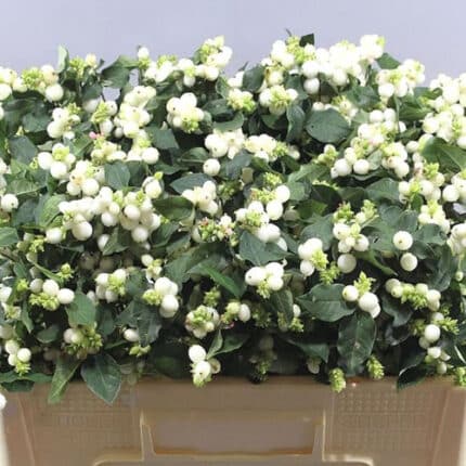 Snowberry Mag Milky Way holl