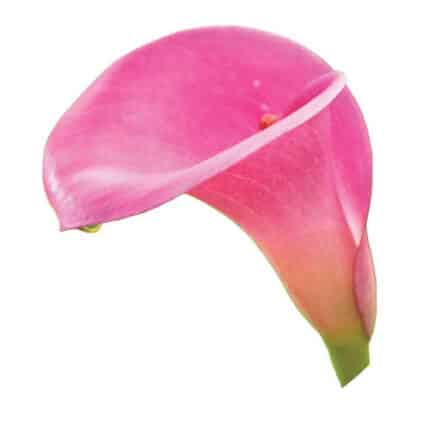 Calla Garnet Glow sole