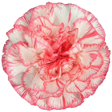 Carn Spritz Blanca Rosa sole
