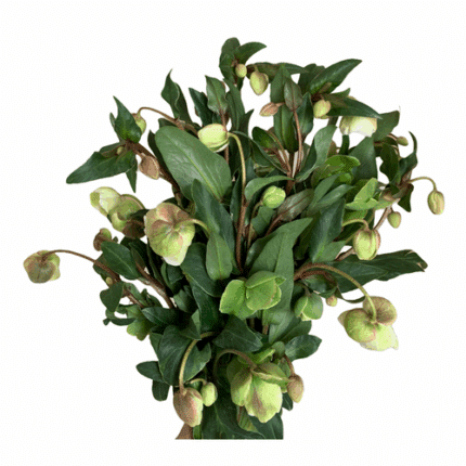 Helleborus White ob