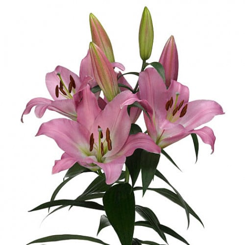 57108061-e00a-43d5-9e44-a9efc7ad7f2b.jpg Lily Table Dance 3/5bl fresca - Image 1