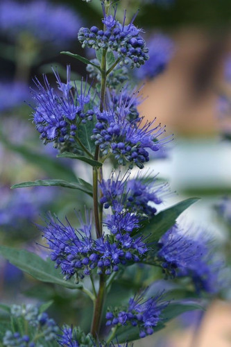 Caryopteris Incana Pagoda Ocea