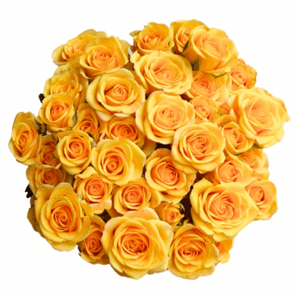 RoseSpray Babe Yellow holl