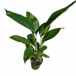 6" Potted Bat Plant - Image 2