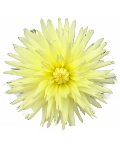 Dahlia Moonstone fresca(5st)