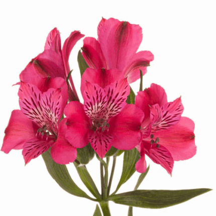 Alstro Hot Pink bmark supsel