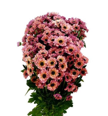 Pom YingYang Smokey GRDN