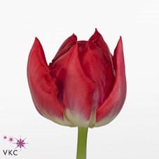 Tulip Dbl Magic Price s.v.