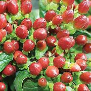 HYPERICUM xflair holl 70