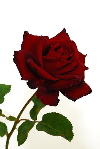 Rose Madonna 60cm holex