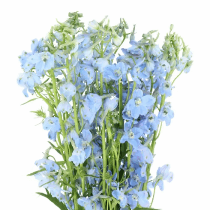 Delph Beladonna Lt Blue israel