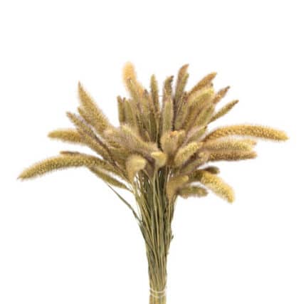 Foxtail Grass Dried holex
