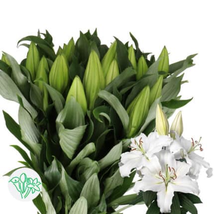 Lily Proposal holl 2+