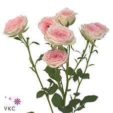 RoseSpray Creamy Twister(blush